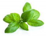 Basil leaves on a white background.