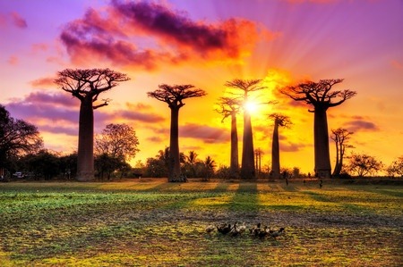 A glorious evening picture of baobab trees.