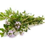 Savory flowers isolated on white background