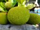 A mature green jackfruit.