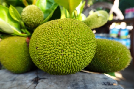 A mature green jackfruit.