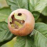 Medlar fruit nestled amongst its leaves.