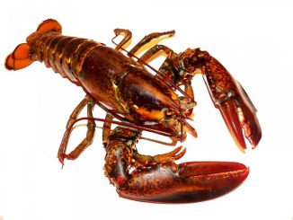 Lobster on a white background. A source of astaxanthin.