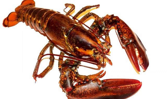 Lobster on a white background. A source of astaxanthin.