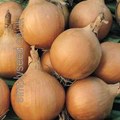 Onion variety Hybound.
