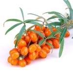 Sea Buckthorn on a white background.