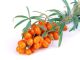 Sea Buckthorn on a white background.