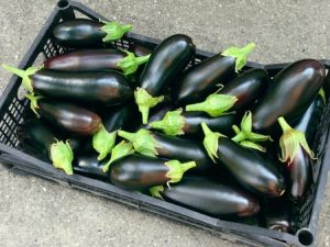 Aubergines in a black plastic vegetable tray sitting on the floor.