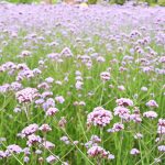 63509584 - verbena officinalis l.