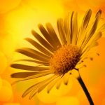 Closeup photo of yellow arnica