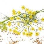 24351022 - flowers and seeds of wild fennel isolated on white background.