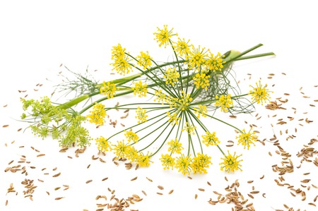 24351022 - flowers and seeds of wild fennel isolated on white background.