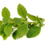 Lemon balm or melissa officinalis isolated on white background