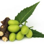 Medicinal neem fruits with twigs over white background