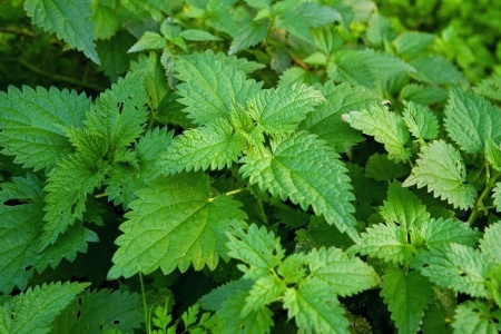 Green stinging nettles almost to full maturity.