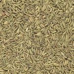 Organic aniseed pimpinella anisum closeup background texture.