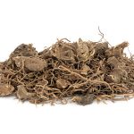 black cohosh root herb used in natural alternative herbal medicine over white background. used to treat menopausal and pre menstrual symptoms in women. actaea racemosa.