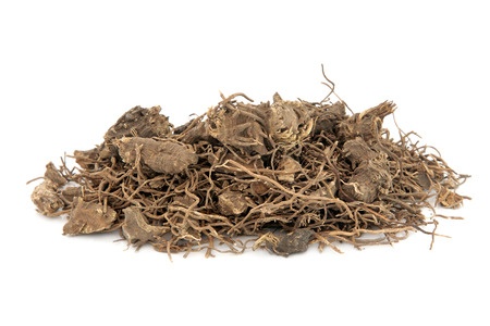 black cohosh root herb used in natural alternative herbal medicine over white background. used to treat menopausal and pre menstrual symptoms in women. actaea racemosa.