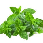 Fresh peppermint isolated on white background