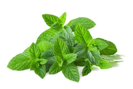 Fresh peppermint isolated on white background