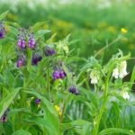 Purple Comfrey - an important herbal medicine growing in a meadow.