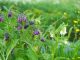 Purple Comfrey - an important herbal medicine growing in a meadow.