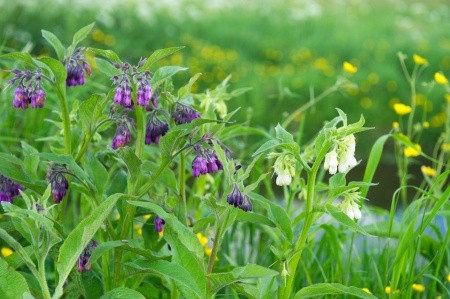 Purple Comfrey - an important herbal medicine growing in a meadow.