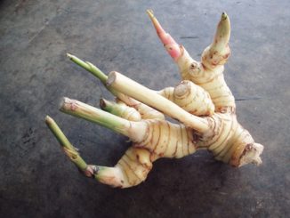 Galangal root on a grey table.
