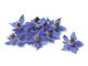 20612907 - heap of fresh blue borage flowers for decoration at white background