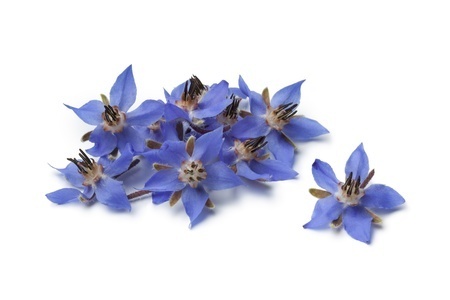 20612907 - heap of fresh blue borage flowers for decoration at white background