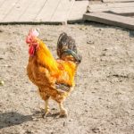 Cockerell In The Yard - a soil base