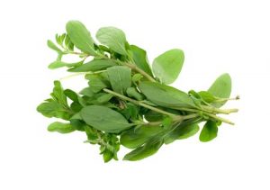 Fresh marjoram herb isolated on a white background