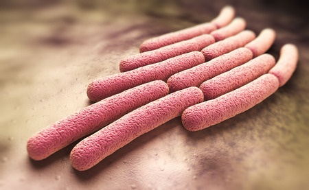 A 3D picture of Shigella bacteria - coloured rods.