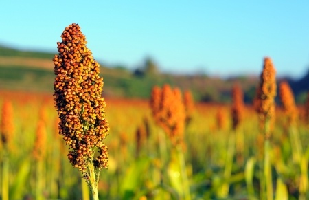 Close up of sorghum in morning sun light
