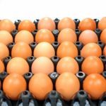 Eggs in a large egg tray on a white background.