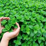 50012041 - mint plant grow at vegetable garden