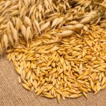 Diet supplements oat grain on canvas closeup