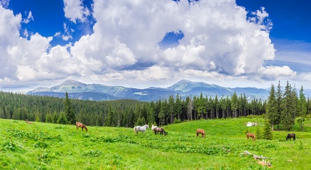 mountain pasture with grazing horses against the backdrop of mountain range and sky with clouds. carpathian mountains.