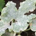 Fatal fungus on plants called powdery mildew in summer on farm