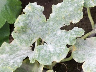 Fatal fungus on plants called powdery mildew in summer on farm