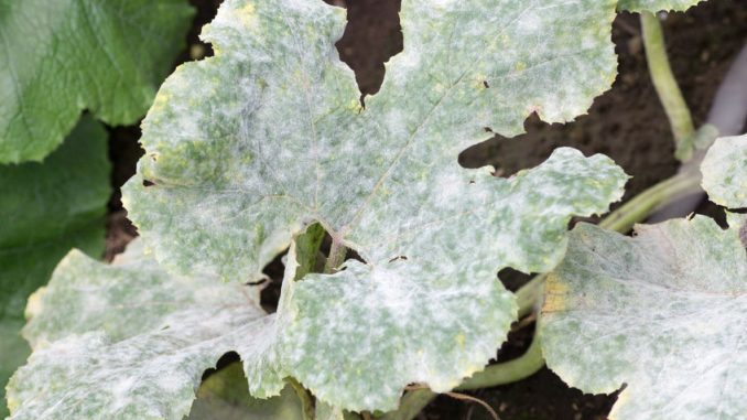 Fatal fungus on plants called powdery mildew in summer on farm