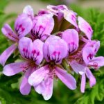 19104253 - close up of rose geranium