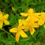 St Johns Wort - bright golden-yellow flowers