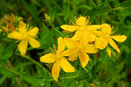 St Johns Wort - bright golden-yellow flowers