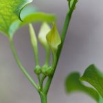 Macro photo of European Birthwort flowers (Aristolochia clematitis).