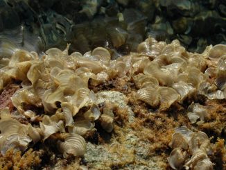 Padina pavonica or peacock's tail seaweed in a shallow sea shelf.