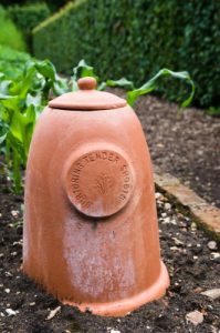 A terracotta forcer for rhubarb.