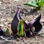 Symplocarpus foetidus (Skunk cabbage)