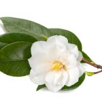 Camellia branch with flower isolated on white background