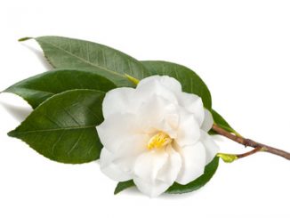 Camellia branch with flower isolated on white background